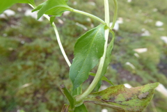 Epilobium alsinifolium