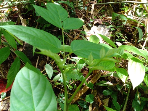 Oroxylum indicum