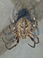 Larinioides ixobolus