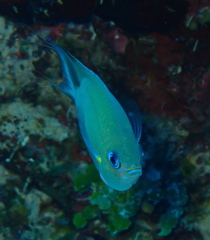 Pycnochromis amboinensis