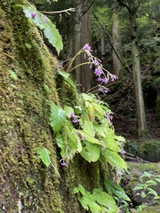 Conandron ramondioides