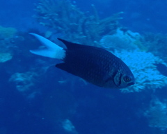 Chromis xanthura