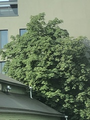 Aesculus hippocastanum