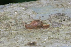 Megaustenia siamensis