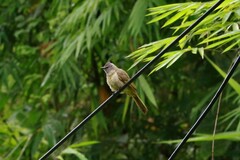 Pycnonotus flavescens