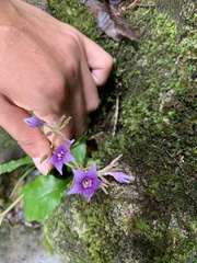 Conandron ramondioides