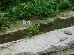 Hippobroma longiflora