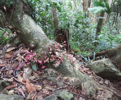 Syzygium cormiflorum