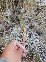 Tillandsia karwinskyana