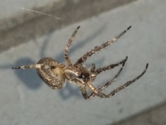 Larinioides ixobolus