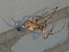 Larinioides ixobolus