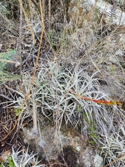 Tillandsia karwinskyana