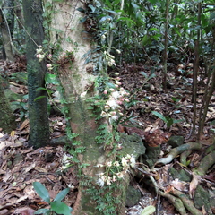 Syzygium cormiflorum