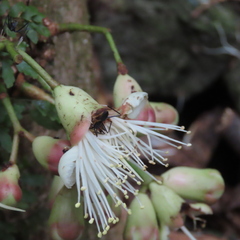 Syzygium cormiflorum