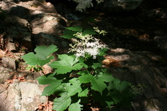 Filipendula glaberrima