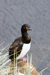 Leucocarbo magellanicus