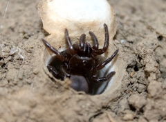 Hebestatis theveneti