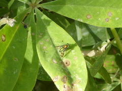 Condylostylus occidentalis