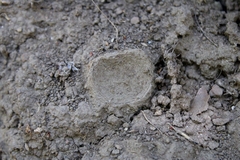 Hebestatis theveneti