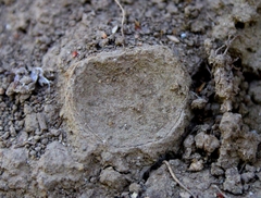 Hebestatis theveneti