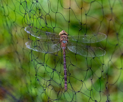 Gynacantha manderica