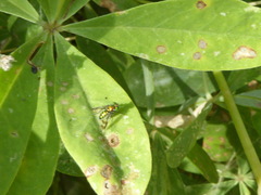 Condylostylus occidentalis