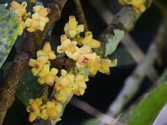 Dysoxylum oppositifolium