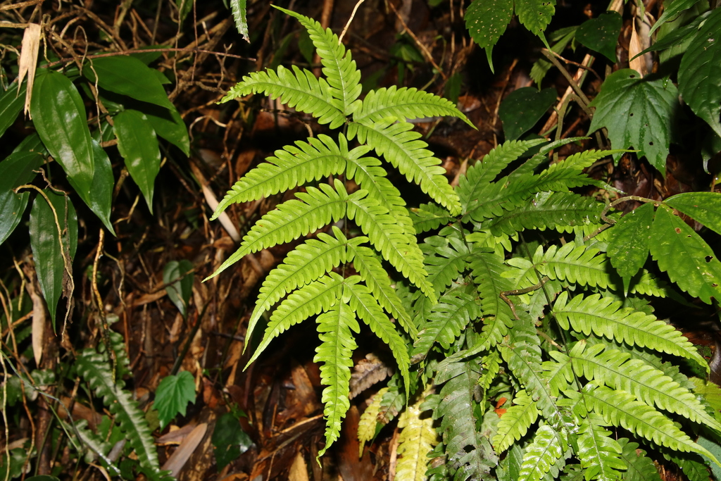 Pteris arisanensis (Pteris arisanensis)