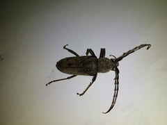 Enaphalodes hispicornis