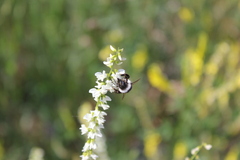Bombus patagiatus