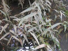 Acroceras amplectens