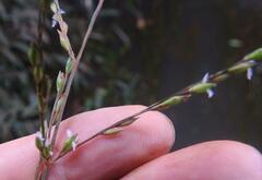 Acroceras amplectens