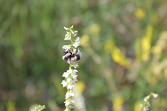 Bombus patagiatus