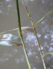 Acroceras amplectens