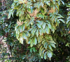 Diploglottis diphyllostegia
