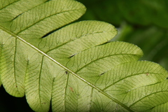 Pteris arisanensis