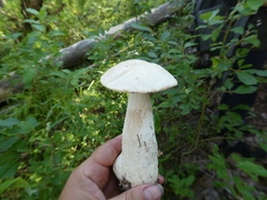 Leccinum percandidum