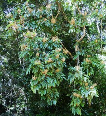 Diploglottis diphyllostegia