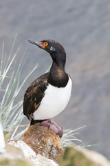 Leucocarbo magellanicus