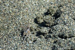 Ocypode occidentalis