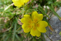 Potentilla pyrenaica