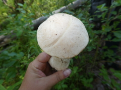 Leccinum percandidum