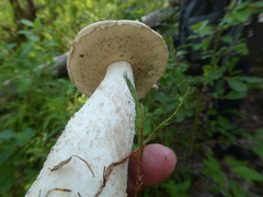 Leccinum percandidum
