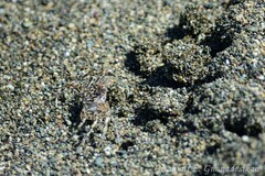 Ocypode occidentalis