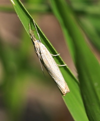 Agriphila straminella