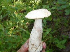 Leccinum percandidum