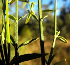 Teucrium puberulum
