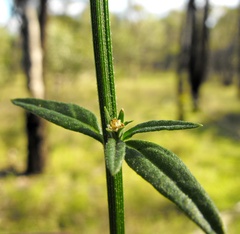 Teucrium puberulum