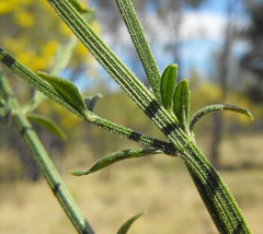 Teucrium puberulum