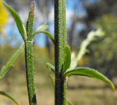 Teucrium puberulum